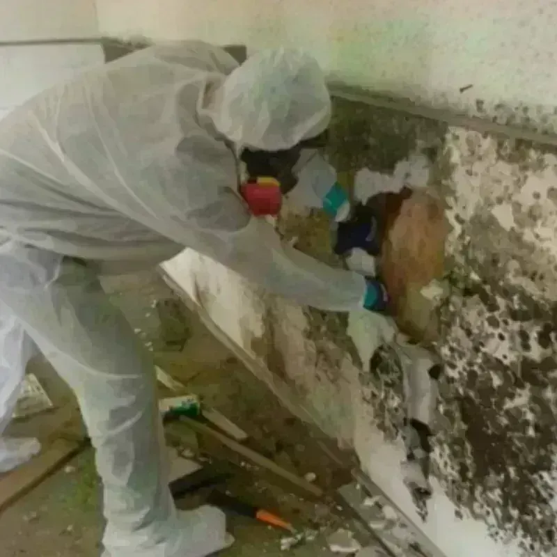 Mold Remediation and Removal in Madill, OK